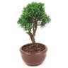 bonsai_shimpaku_2_anos_20_cm_14321_2_9bdf3b2d879c6b3df4a300a046a3761b