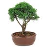 bonsai_shimpaku_2_anos_20_cm_14321_3_ede58ce03c47271026605c9a2a5d7ebc