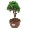 bonsai_shimpaku_2_anos_20_cm_14321_4_2488ab46cb44501458c1af044db4c052