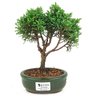 bonsai_shimpaku_2_anos_21_cm_14325_1_0a8e5fd790d921b943d8099a555b5c0d