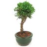 bonsai_shimpaku_2_anos_21_cm_14325_2_44176adbfdf8e43fac32354f043dc06a