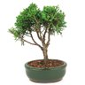 bonsai_shimpaku_2_anos_21_cm_14325_3_29254928845131e1a77633a2b125b526