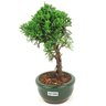 bonsai_shimpaku_2_anos_21_cm_14325_4_d9996c81df5ba3ba40ebef96ebe8865e