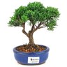 bonsai_shimpaku_2_anos_18_cm_14327_1_77973b7a793fd8963d21ae38d3d763fe