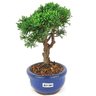 bonsai_shimpaku_2_anos_18_cm_14327_2_fd09f8565747f1059980b6aaf0231eee