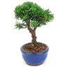 bonsai_shimpaku_2_anos_18_cm_14327_3_5e59795cb052e599e5460c854aaa0789
