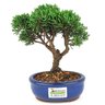 bonsai_shimpaku_2_anos_18_cm_14327_4_77867073f22b9d676872c253f48a397b