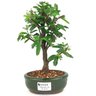 bonsai_caliandra_rosa_2_anos_26_cm_14331_1_17ccc771ded3ca85119466e2de2fd54c