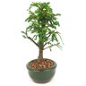 bonsai_caliandra_rosa_2_anos_26_cm_14331_2_3f109523ac24b67c85cdd9b5a08997d0