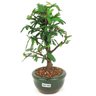 bonsai_caliandra_rosa_2_anos_26_cm_14331_4_d115c9d822b7edab6b4c34275f5fabb5
