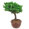 bonsai_procumbens_2_anos_21_cm_14333_2_089cf77443e9f80d0adf2f51a8fa7eb9