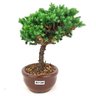 bonsai_procumbens_2_anos_21_cm_14333_4_3e447d5b847791ceeda4500996acf1ea