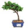 bonsai_procumbens_2_anos_22_cm_14337_1_7e6f2e2b4f9edf6be8c55e7e92dfed2c