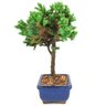 bonsai_procumbens_2_anos_22_cm_14337_2_f45221a1f6036946cc0114d834546e2a