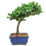 bonsai_procumbens_2_anos_22_cm_14337_3_5da1c2bfd321528b8c4ad4e6b77406be