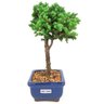 bonsai_procumbens_2_anos_22_cm_14337_4_f4046c575ab01e5985a447e4a5ba3bb9