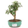 bonsai_mini_goiaba_2_anos_20_cm_14343_1_4ffff96cab7aff549ee6114ff7bc0df5