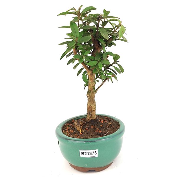bonsai_mini_goiaba_2_anos_20_cm_14343_4_e7aa6f8c331290a552e0c297f8990ce5
