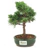 bonsai_shimpaku_2_anos_22_cm_14345_4_793b8be1e831412115963293d8e74287