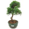bonsai_shimpaku_2_anos_22_cm_14345_3_27170a115666d50336a34ffb154a1327