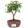 bonsai_mini_goiaba_2_anos_22_cm_14347_1_bbc063a82d4a42755465ff14c39ff75e
