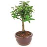bonsai_mini_goiaba_2_anos_22_cm_14347_2_b4b2a018b17c8efbf7a60d8fd2be89ec