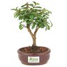 bonsai_mini_goiaba_2_anos_22_cm_14347_3_325cdff81aea1687f248361934a3c3f1