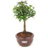 bonsai_mini_goiaba_2_anos_22_cm_14347_4_da68a117c7f37c48ff8e4746408d640b