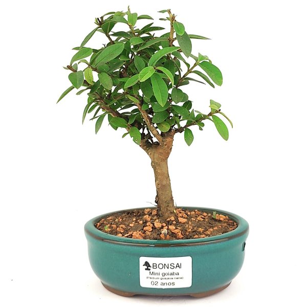 bonsai_mini_goiaba_2_anos_20_cm_14349_1_0fc55f884d416648b64035d142af6200