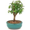 bonsai_mini_goiaba_2_anos_20_cm_14349_3_4b44435c1e1b059c9f58b3c3097f91a6