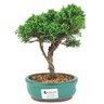 bonsai_shimpaku_2_anos_20_cm_14363_1_792468ed7622ef96a2378ba6d4246cc4