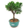 bonsai_shimpaku_2_anos_20_cm_14363_2_27c5d7a1c51419d20262c0f5f671ab0c