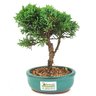 bonsai_shimpaku_2_anos_20_cm_14363_3_789f57385be7430d735b8f1a9eaf41b5