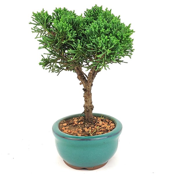 bonsai_shimpaku_2_anos_20_cm_14363_4_ce5832aa77aa71b079afac187ee42fb3