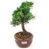 bonsai_shimpaku_2_anos_19_cm_14367_2_025c870267ad26df3c162e3862af5632