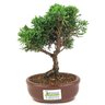 bonsai_shimpaku_2_anos_19_cm_14367_3_e9173fbfc5de08f3685ff5a21d152b3d