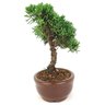 bonsai_shimpaku_2_anos_19_cm_14367_4_a8506d96da738fbbdf14bdca2961e47b