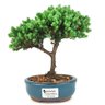 bonsai_procumbens_2_anos_21_cm_14369_1_3e6da99c9426c97fa7b333476dc00605