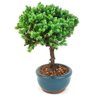 bonsai_procumbens_2_anos_21_cm_14369_2_98e7afeb9a59e57981f572c4fadb6bec