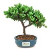 bonsai_procumbens_2_anos_21_cm_14369_3_60f0d2c385c32a61713a8871a513a5ca