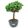 bonsai_procumbens_2_anos_21_cm_14369_4_47c1af35f8414c8ac77a40f31e7610fb