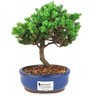 bonsai_procumbens_2_anos_20_cm_14371_1_c84b785508a1bcf1e77144f183a20071