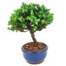 bonsai_procumbens_2_anos_20_cm_14371_2_5ab24cfae0042cbc3ca11238c8aef486