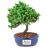 bonsai_procumbens_2_anos_20_cm_14371_3_eee0b3f7b4d4472648e16bdb9051407c