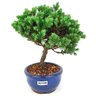 bonsai_procumbens_2_anos_20_cm_14371_4_8caa38b65d81259f726a1ffcc5e4fca6