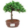 bonsai_procumbens_2_anos_18_cm_14375_1_1ac941c92d0cdee88780311517197972