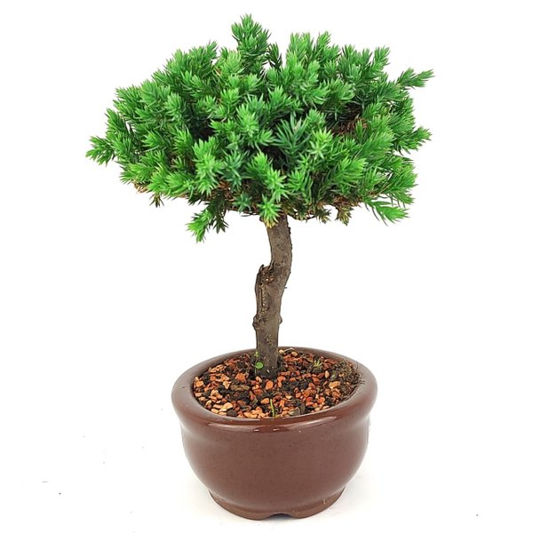 bonsai_procumbens_2_anos_18_cm_14375_2_4e8bf83494bb46a75ebbe16af4e96456