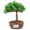 bonsai_procumbens_2_anos_18_cm_14375_3_7d9efa47acec2ca9beec249d1b896051