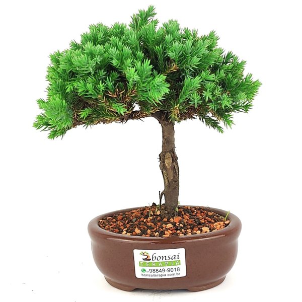 bonsai_procumbens_2_anos_18_cm_14375_3_7d9efa47acec2ca9beec249d1b896051