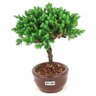 bonsai_procumbens_2_anos_18_cm_14375_4_55d1f6e1554fff0164407f81cafb30e0